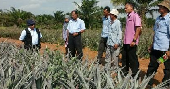 Anim Agro Technology: BROMELIN - APA DIA?