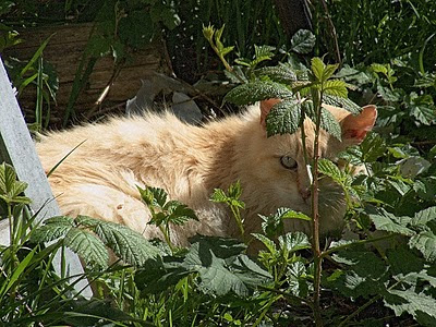 fuzzy orange feral cat lying hiding in some brush