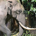  Σρι Λάνκα: Ανατροπή φορτηγού μετά από σύγκρουση με ελέφαντα - Δύο νεκροί