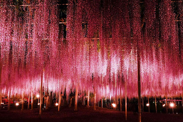 This 144-Year-Old Wisteria In Japan Looks Like A Pink Sky