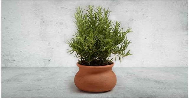 Rosemary,6 Bedroom Plants That Help You Sleep Better