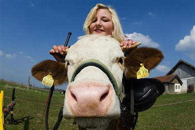 Amazing Show Jumper Cow Seen On www.coolpicturegallery.us