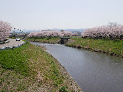 伏見川　桜