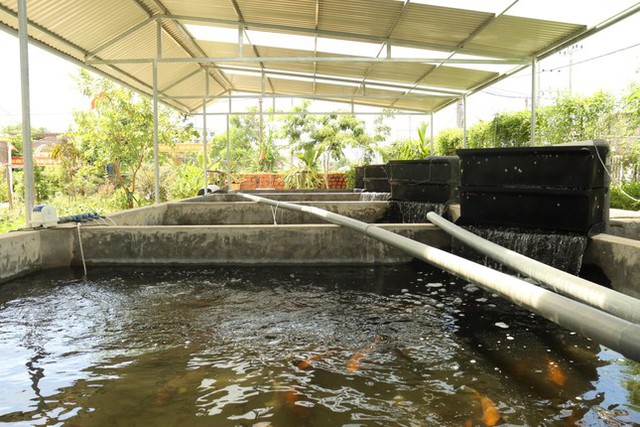 Đánh liều nuôi cá Koi Nhật Bản, cựu binh kiếm hàng trăm triệu mỗi năm  - Ảnh 2.