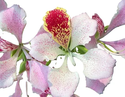 Pink Orchid Tree Bauhinia monandra