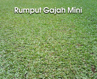 tukang rumput