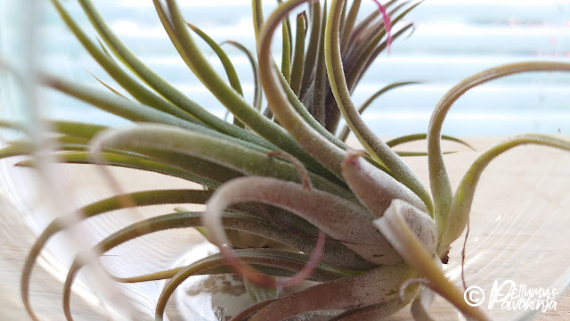 Tillandsia