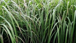 Citronella Production