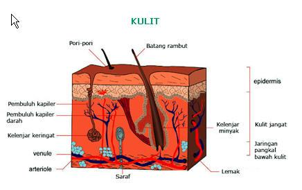 Struktur Kulit Manusia