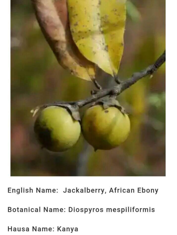 (Hausa: Kenya) - (English: Jackalberry/African Ebony) - (Botanical: Diospyros Mespilliformis)