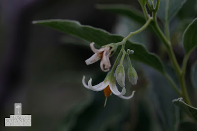 Duraznillo macho (Solanum stuckertii)