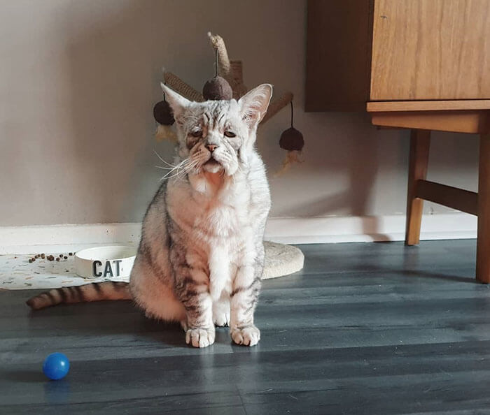 Cat With Ehlers-Danlos Syndrome Finally Found A Home And A Happy Life With His Human Companions