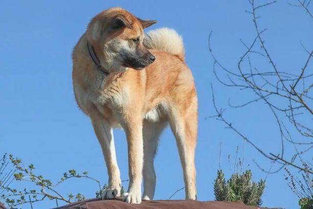 Akita Japonais: est-il un bon chien de famille?