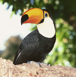 toucan