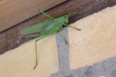 Griene Sabelsprinkhoanne - Grote Groene Sabelsprinkhaan - Tettigonia viridissima