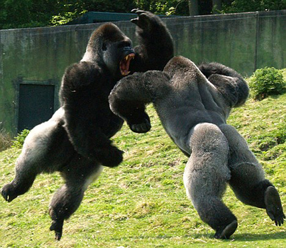 animal fight,animal fights,animals fighting,animal fighting,animals ...