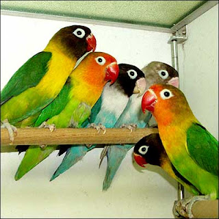 Love Bird Hijau Kepala Hitam ( DaKocan), Jual Love Bird Hijau Kepala Hitam Dakocan Pasangan Remaja, Burung LoveBird , Burung Cinta..