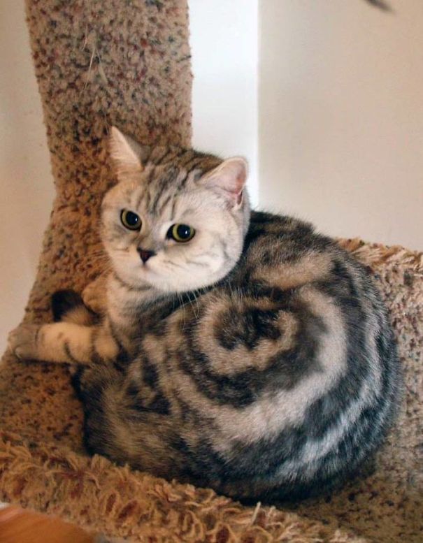 The cinnamon roll cat