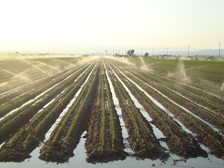 Sprinkler irrigation rice field photo - Sant Carles de La Rápita - Tarragona