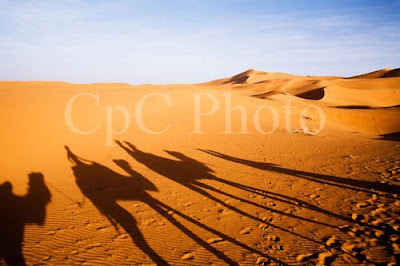 Camel Shadows, Erg Chebbi