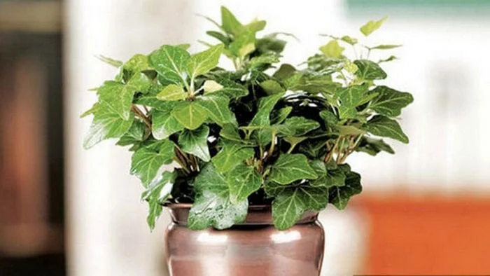 5 Tanaman yang bermanfaat untuk membantu anda tidur lebih baik, english ivy poisonous, grow english ivy indoors, english ivy care indoor, english ivy plant, clementis, english ivy cats, english ivy invasive, hedera helix medicinal uses, hedera helix care, hedera helix cough medicine, hedera helix jarabe, hedera helix poisonous, palem bambu, hedera helix indoor plant, hedera helix homeopathic remedy, khasiat anggur hijau, anggur hijau pacitan, kiwi, anggur hijau batu raja, anggur hijau batu, anggur hijau untuk ibu hamil, anggur hijau baturaja, gambar anggur hijau, how to take care of a ivy plant, growing ivy indoors, indoor ivy types, hedera helix houseplant, ivy jubilee