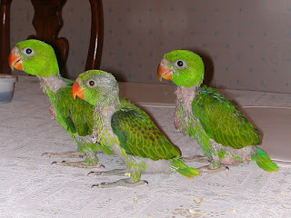 tiga ekor anak Betet - Kelapa Filipina Salvadorii,Burung Paruh Bengkok