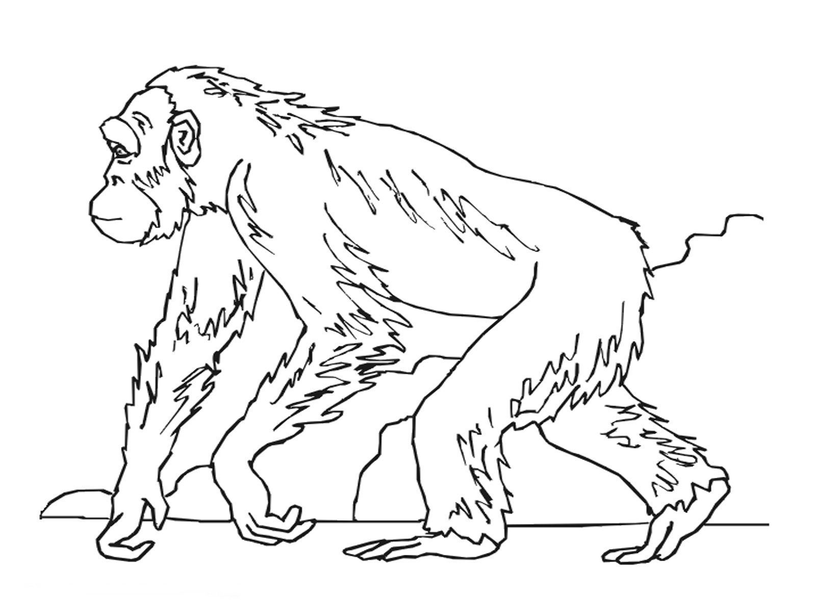 beautiful animals coloring page