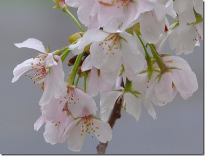 blossom