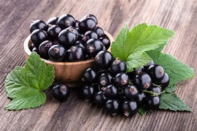 blackcurrant