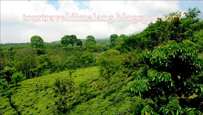 wisata agro kebun teh wonosari, tourtraveldimalang.blogspot.com, 0341582032