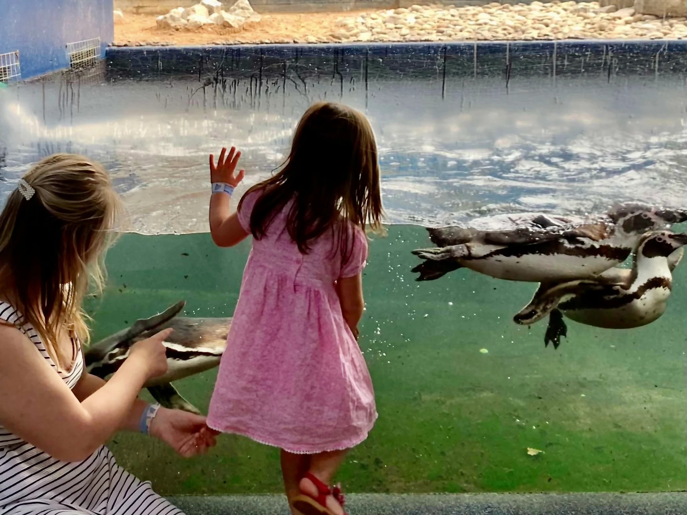 a mother and child looking at penguins at Southend aquarium