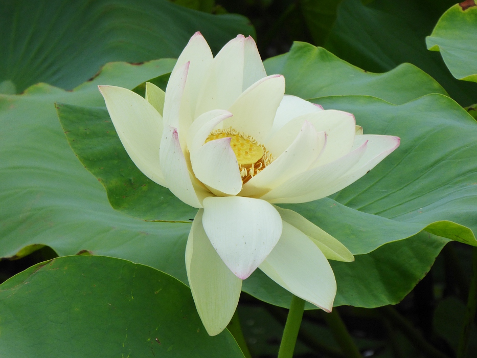 大阪府大東市 寝屋川市 深北緑地のレンコン畑 蓮の花 関西のウォーキングスポット ブログ