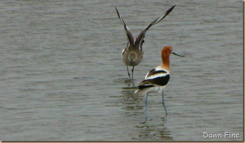 Padre Island birding_055