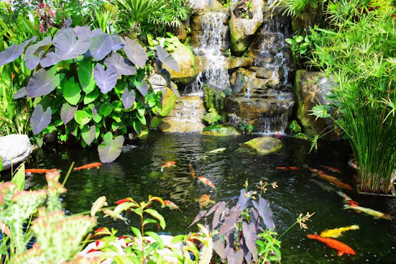 Important Ways To Look After a Koi Pond