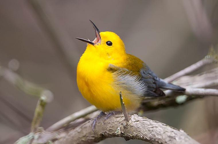 Mengapa Burung Bernyanyi? Alasannya Tak Terduga!