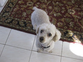 small dog standing on the tile floor