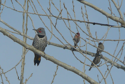 flicker and house finches