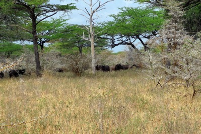 Water Buffalo Suspicious
