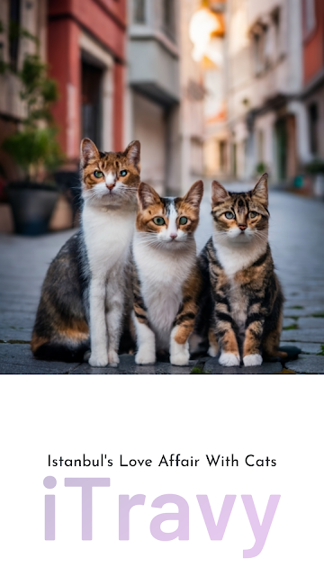 Pinterest iTravy Instambuls affair with cats
