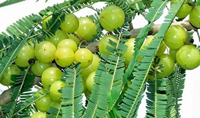 Amala (Phyllanthus emblica)