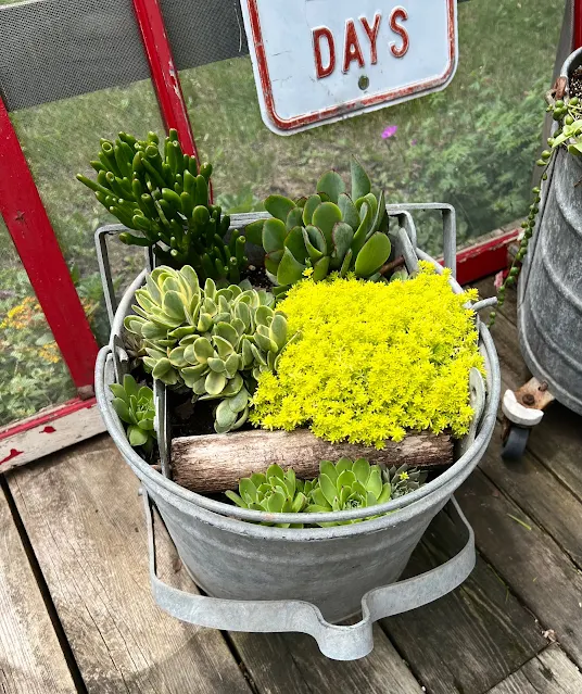 Photo of July progress in deck junky succulent planters.