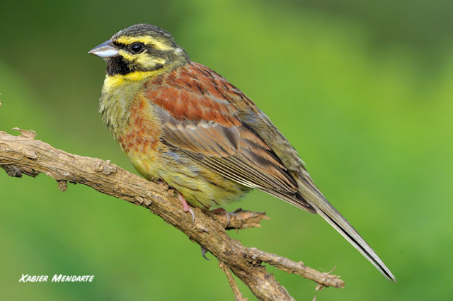 Hesi-berdantza, Emberiza cirlus, Escribano soteño,