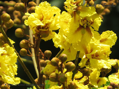 Yellow flametree - Peltophorum pterocarpum