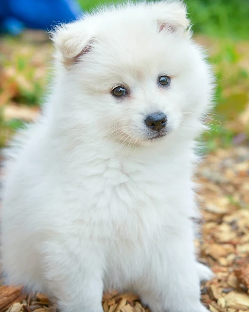 American Eskimo