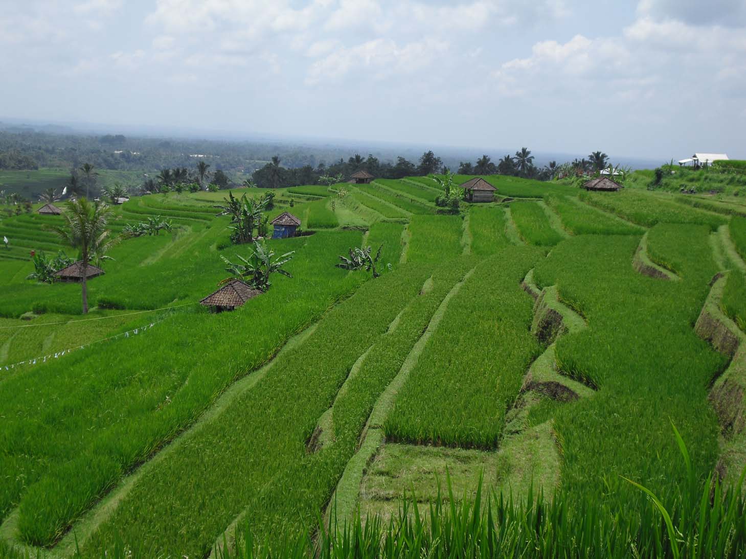  GAMBAR  PEMANDANGAN  SAWAH DAN PEGUNUNGAN  TERINDAH 