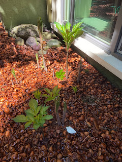 Amorphophallus bulbifer in Seattle, June 29th, group 1.