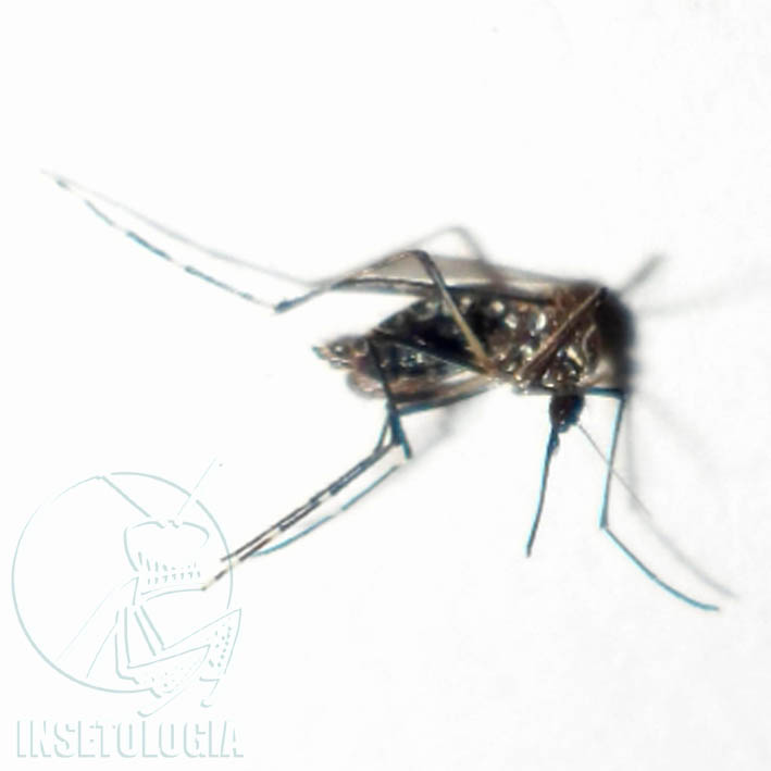 Diferença do mosquito da dengue pro pernilongo YouTube