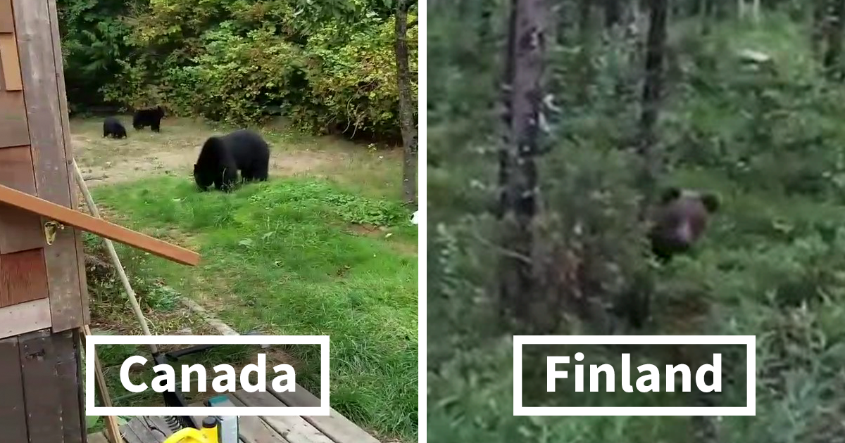 Funny Pictures Show The Difference In The Way Canadians And Finnish Get Rid Of Bears