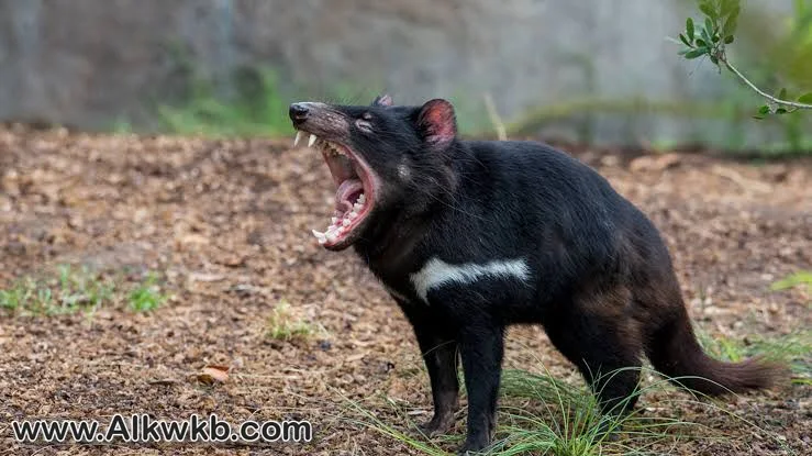 The Tasmanian Devil