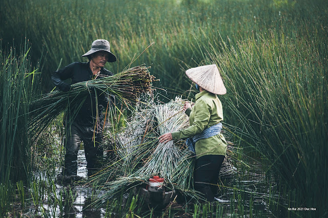 Harvesting grass in Mekong Delta